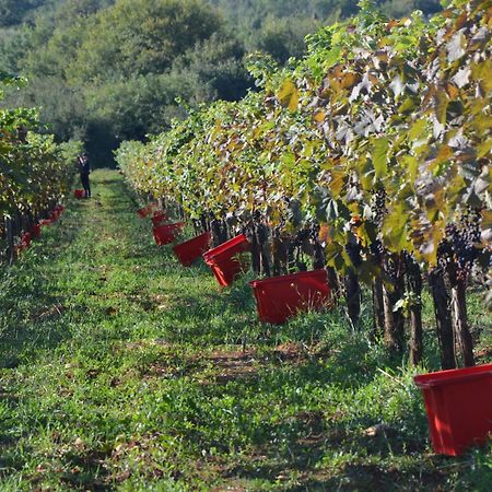 Villa Olivetta By Istrian Country Houses Barat  外观 照片