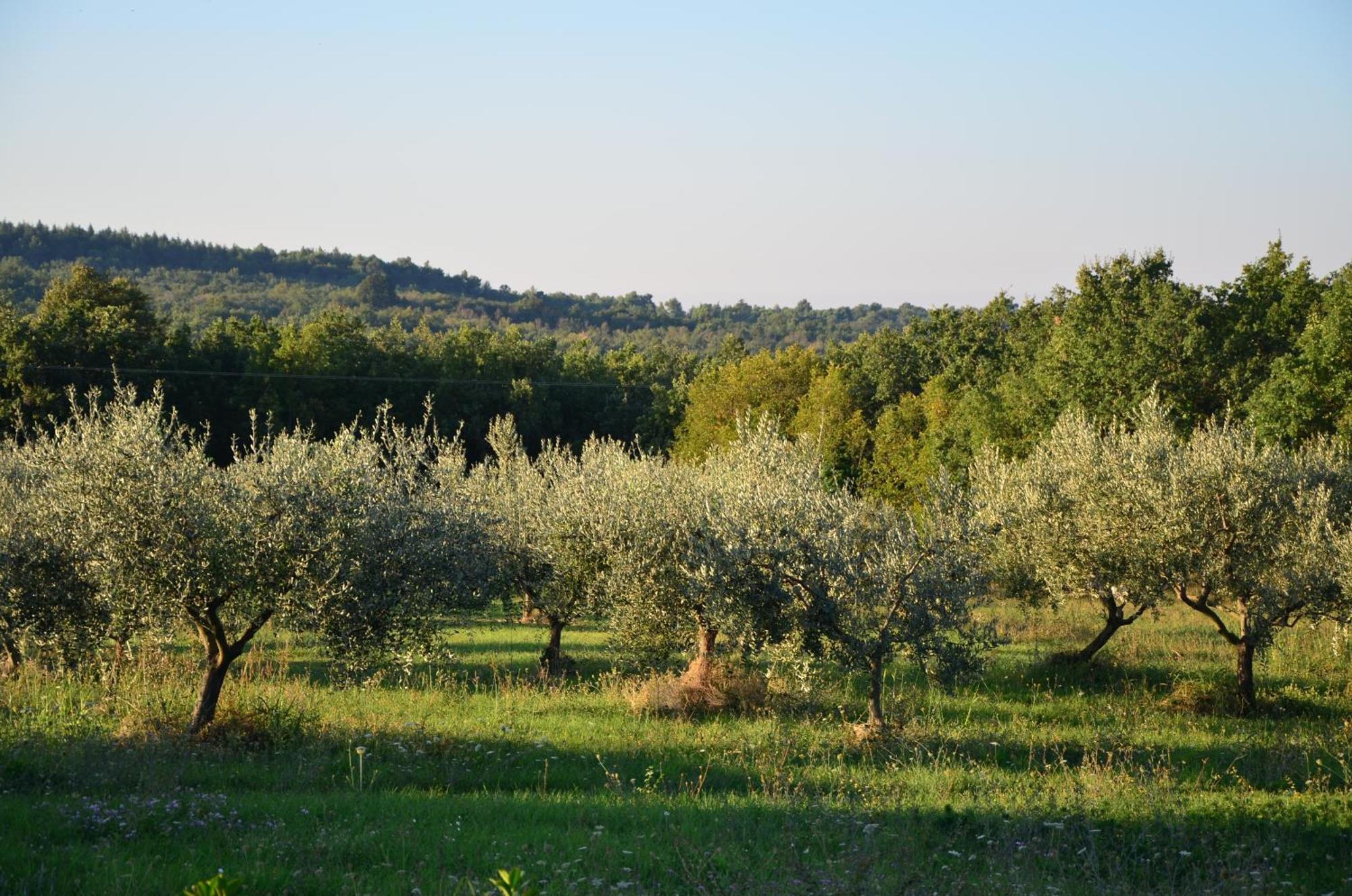 Villa Olivetta By Istrian Country Houses Barat  外观 照片