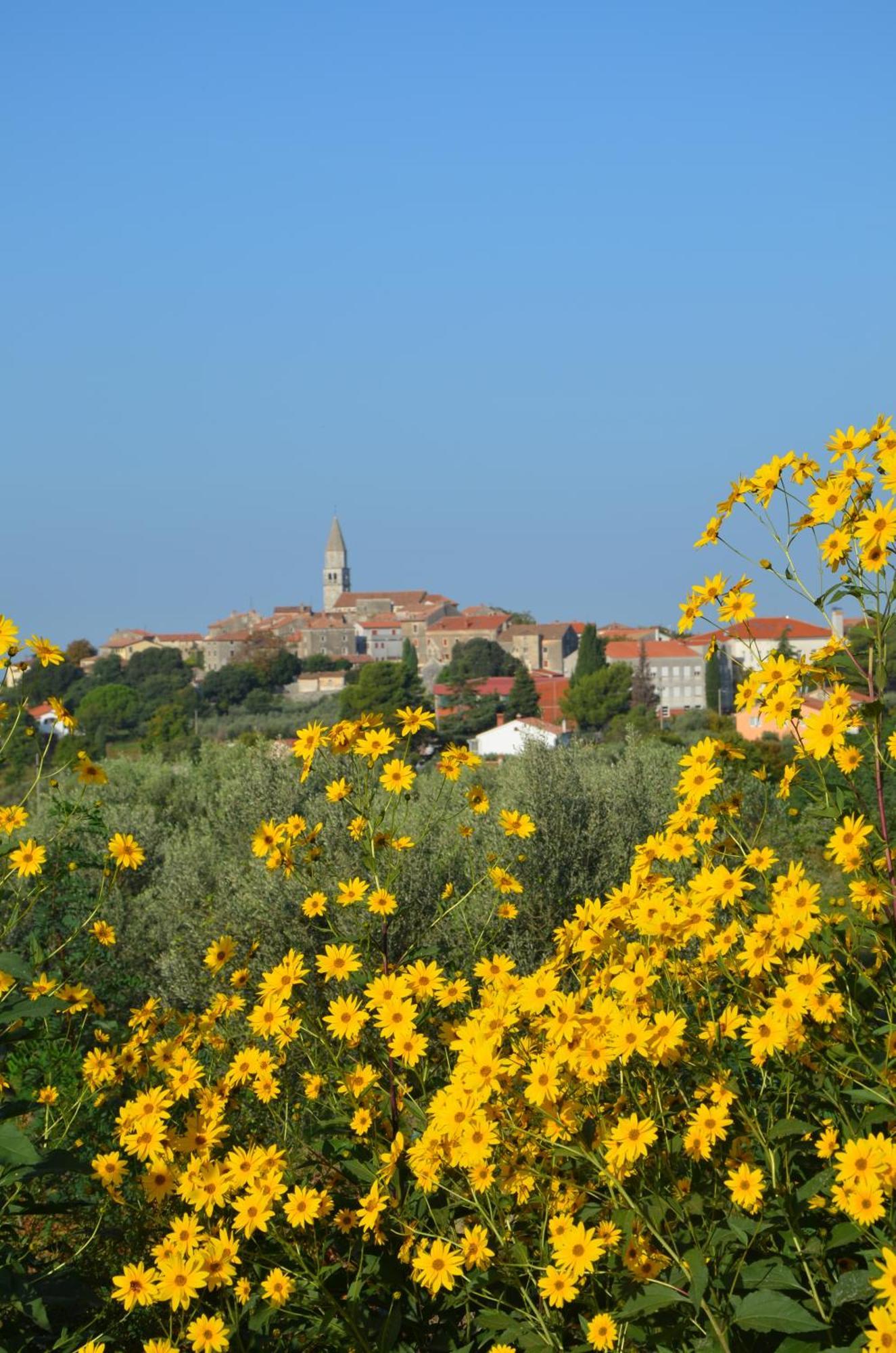 Villa Olivetta By Istrian Country Houses Barat  外观 照片