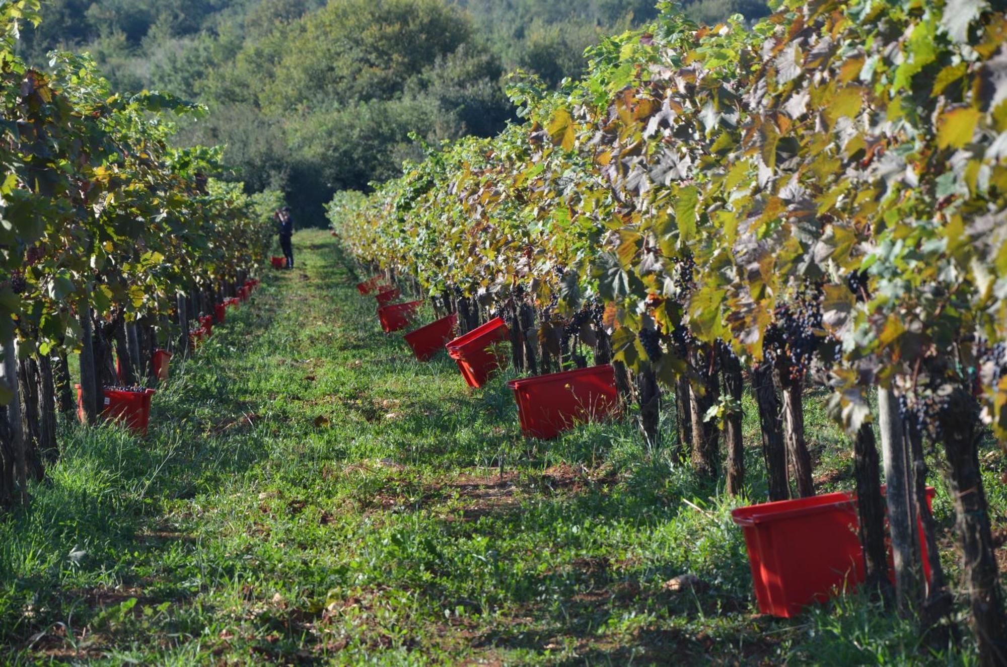 Villa Olivetta By Istrian Country Houses Barat  外观 照片